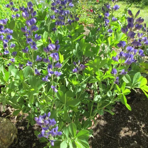 Baptisia australis, False Indigo