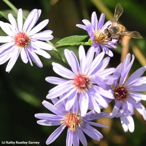 Honey bee nectaring on an aster. Many asters will be for sale at UC Davis on Saturday, April 7. (Photo by Kathy Keatley Garvey)