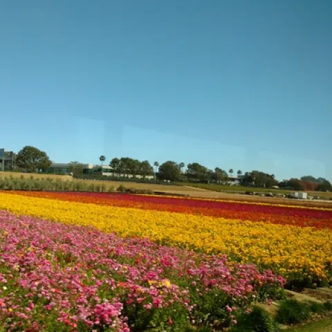 Flower Fields
