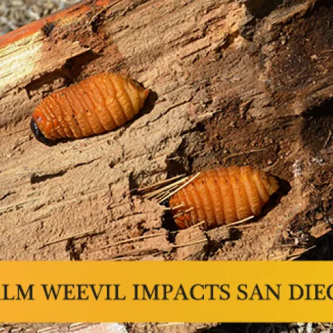 South-American-Palm-Weevil-banner