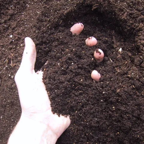 Soil in hand Getty Free Mike Berg