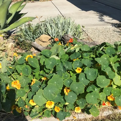 photo by Trisha Rose