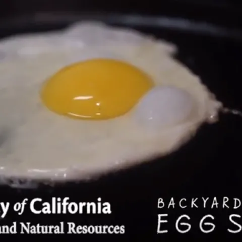 UCANR Backyard Poultry Egg Study