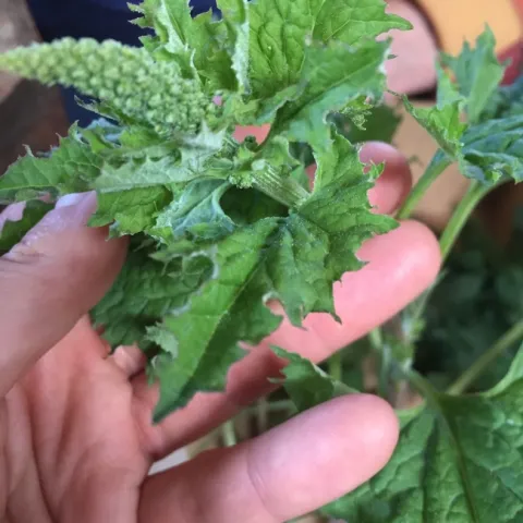 chenopodium californicum