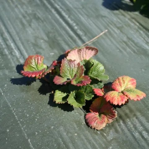 Stunted discolored plant. Excavation and partitioning of the crown gave no sign of disease.