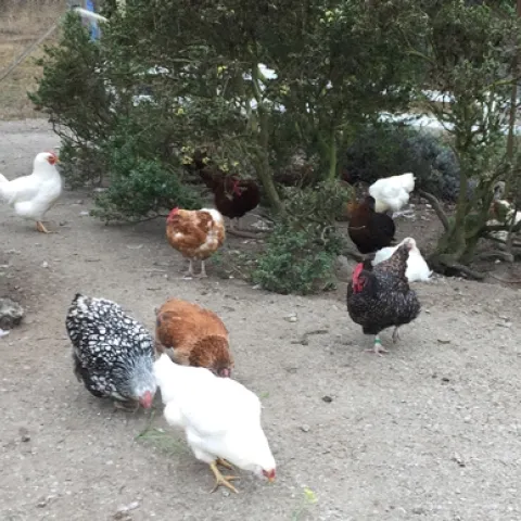 Elkus hens
