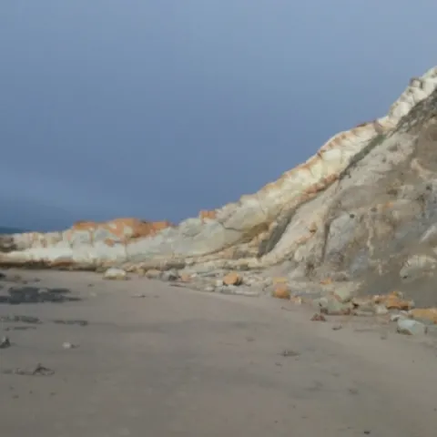 Beach lizard near Schooner Gulch