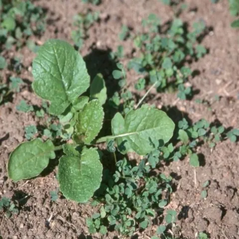 Weeds in seedling alfalfa.