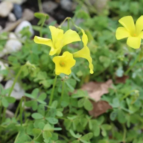 photos by Brenda Altman