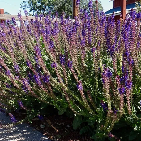 May Night Sage (Salvia 'May Night'), B. McGhie