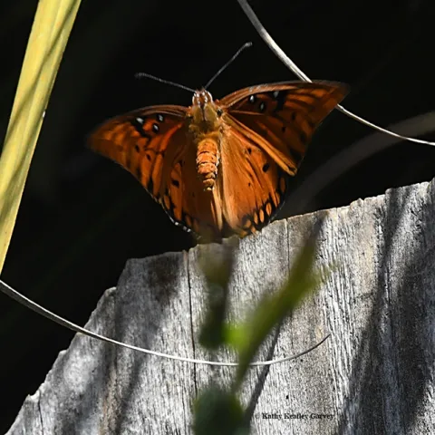 Gulf Fritillary (Agraulis vanillae) soars over a fence to lay its eggs on its host plant, the passionflower vine. (Photo by Kathy Keatley Garvey)