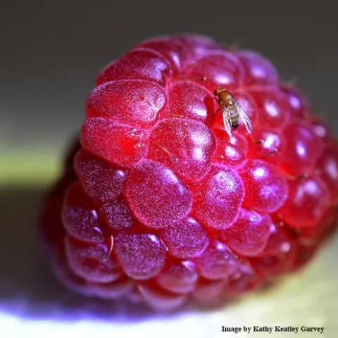 Spotted Wing Drosophila, Drosophila suzukii, on raspberry. (Photo by Kathy Keatley Garvey)