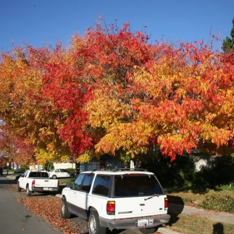 Chinese pistache is a common California street tree that provides shade in summer and spectacular autumn colors in the fall. (Photo Jitze Couperus, flickr CC BY 2.0)