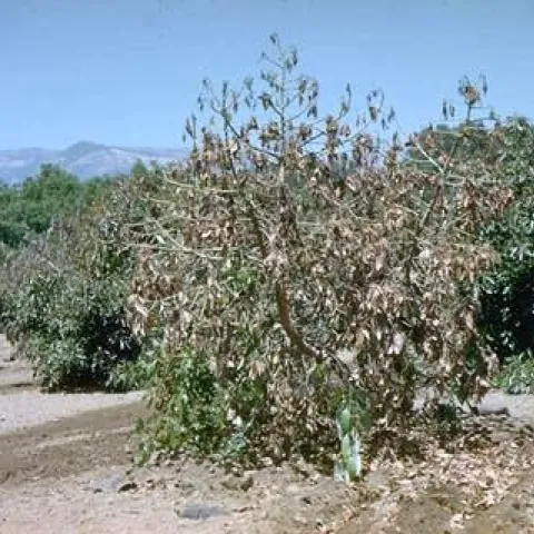 avocado verticillium