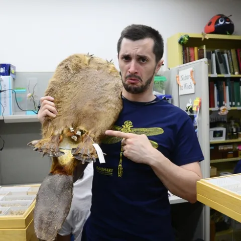 Entomology student and Bohart Museum associate Wade Spencer grimaces for the camera as he holds a beaver pelt and points to where a parasite lives. (Photo by Kathy Keatley Garvey)