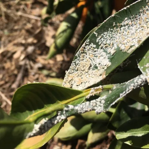 slime mold on citrus leaf