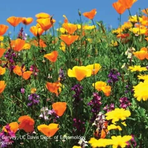 Photo Nectar and pollen-producing plants in full bloom. (Credit: Kathy Keatley-Garvey)
