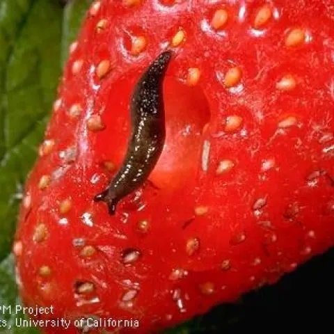 Immature gray garden slug on strawberries. (Credit: Jack Kelly Clark)