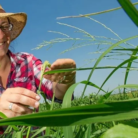 UCCE advisor Whitney Brim-DeForest in a rice field.