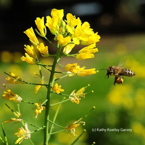 A honey bee in flight, as she adjusts her pollen load and cleans her tongue or proboscis. (Photo by Kathy Keatley Garvey)