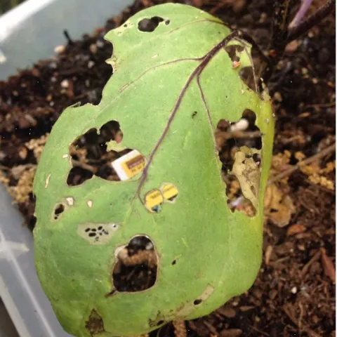 eggplant with "holes"