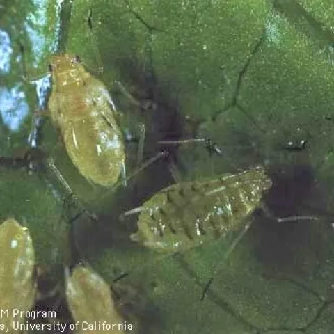 Fig. 1. The lettuce aphid, Nasonovia ribis-nigri.