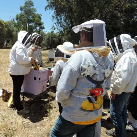 Extension apiculturist Elina Lastro Niño (left) demonstrates how to open a hive to a UC Davis summer camp. She'll be giving three live bee demonstrations at the California Honey Bee Festival: the first at 11:15, then 1 p.m. and the third at 3:45 in the bee tent. (Photo by Kathy Keatley Garvey)