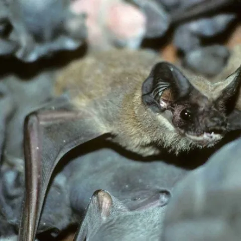Mexican free-tailed bat surrounded by young