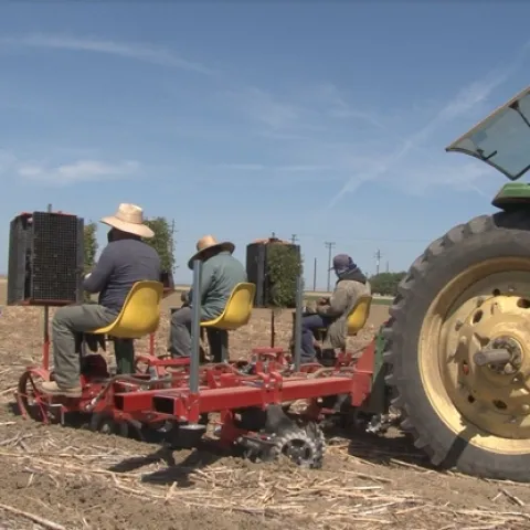 No-till transplanter used for establishing tomatoes in sorghum, garbanzo, and cover crop residue. Five Points, CA. April 23, 2018.