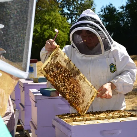 Extension apiculturist Elina Lastro Niño,checks a hive at the Harry H. Laidlaw Jr. Honey Bee Research Facility, UC Davis. (Photo by Kathy Keatley Garvey)