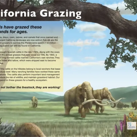 Grazing Panel - California Grazing