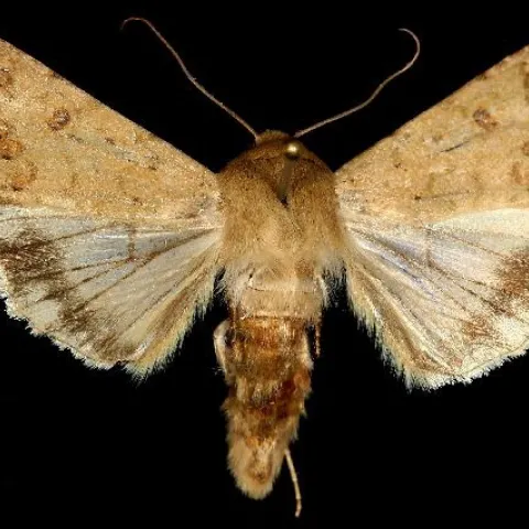 The adult moth, Helicoverpa zea. (Photo courtesy of Wikipedia)