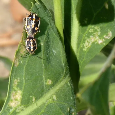Fig. 8. Mating pair of bagrada bugs on perennial pepperweed. Note the fresh damage in the top right where you can still see the “rays” of the starburst damage. Damage in the bottom left is older, with leaf tissue becoming necrotic and damage becoming less defined.