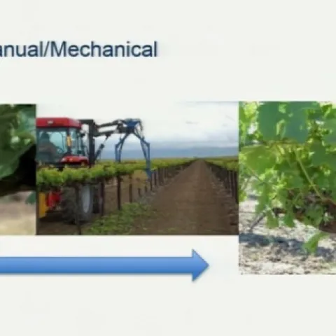Interest in winegrape mechanization is skyrocketing because the practices produce grapes of superior quality.