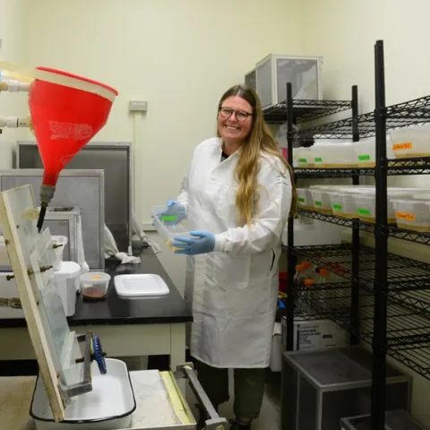 UC Davis medical entomologist Olivia Winokur holds a tray of Culex tarsalis larvae in the insectary. The Chris Barker lab has nine colonies of mosquitoes in the insectary. (Photo by Kathy Keatley Garvey)