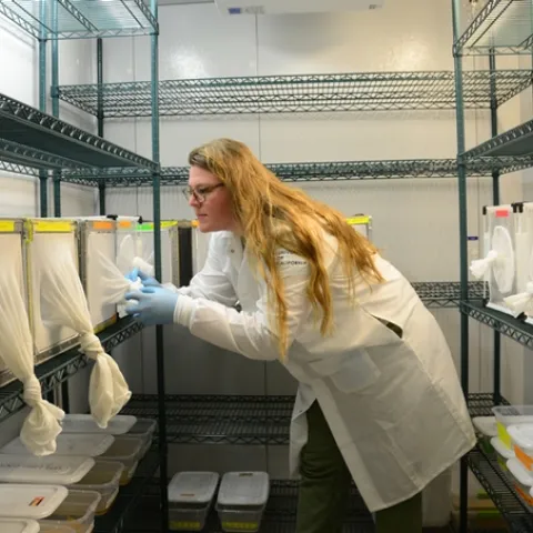 UC Davis doctoral student and mosquito researcher Olivia Winokur checks on mosquitoes in the walk-in chamber in the insectary. The chamber is set to 26 Celsius and 80 percent humidity to mimic tropical conditions. (Photo by Kathy Keatley Garvey)