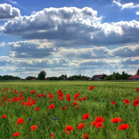 Flanders poppies in the wild