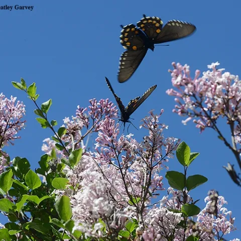 Pipevine swallowtails at the UC Davis Arboretum. (Photo by Kathy Keatley Garvey)