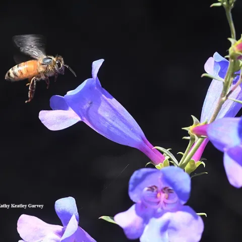 A honey bee approaches a Penstemon Margarita BOP. BOP? That means "Bottom of the Porch." (Photo by Kathy Keatley Garvey)