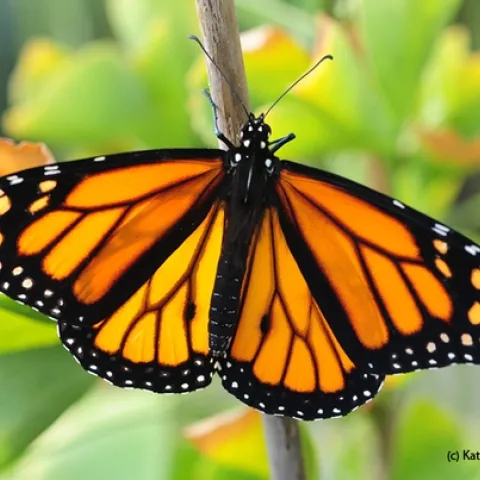 A male monarch butterfly, Danaus plexippus. (Photo by Kathy Keatley Garvey)