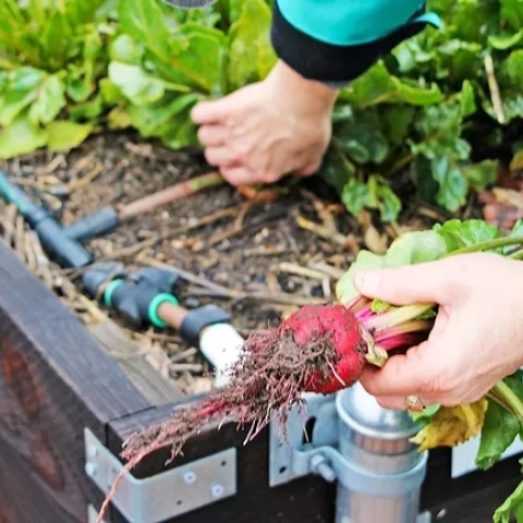 Betabeles frescos cosechados en el Centro de Horticultura de Fair Oaks, el mayor huerto para demostración del Programa Jardineros Maestros del condado de Sacramento.