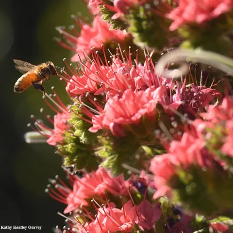 A honey bee heads for a tower of jewels, Echium wildpretii, a biennual. This image was taken in Vacaville, Calif. (Photo by Kathy Keatley Garvey)