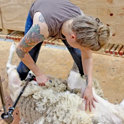 Shearers can earn $50 to $100 per hour, UCCE's John Harper said, and can start a business with a $3,000 investment in equipment. (Photo: Evett Kilmartin)