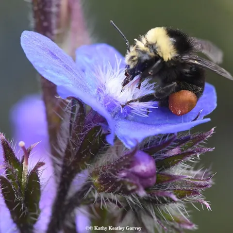 A yellow-faced bumble bee, Bombus vosnesenskii, foraging on Anchusa azurea at Annie's Annuals and Perennials, Richmond. (Photo by Kathy Keatley Garvey)