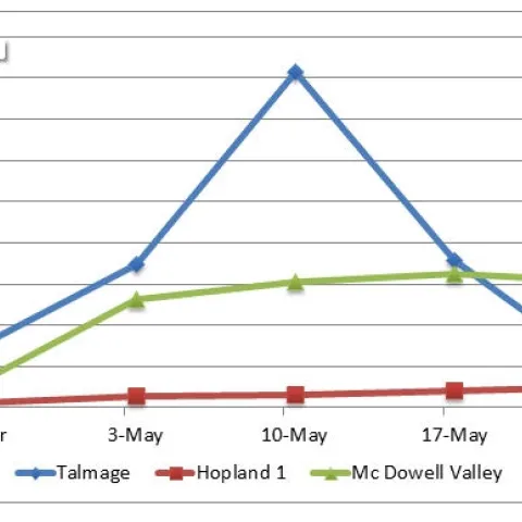 VCLH eggs per leaf 5 24