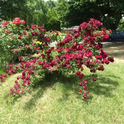 'Dr. Huey' Rambler Rose