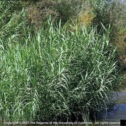 Giant reed invading a waterway. (Credit: Joseph M. DiTomaso)