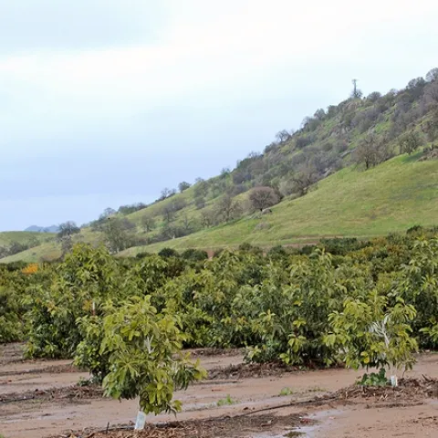 Lindcove REC is primarily a citrus research center, but avocado, pomegranate and olive trees are also grown there and other crops are welcome.
