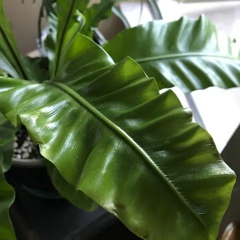 Normal frond (photos by Trishae Rose)