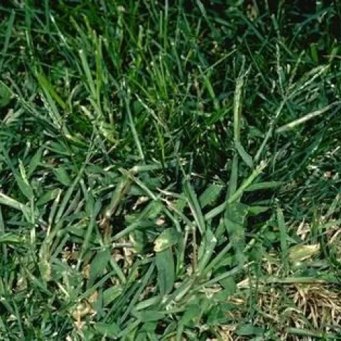 Fig 1. Large crabgrass. (Credit: Clyde Elmore)